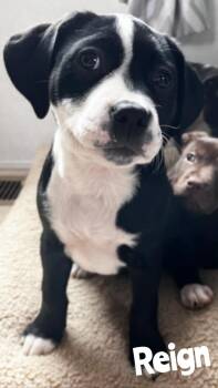 Rescue Pit Bull Terrier Dogs for Adoption in New Baltimore, Michigan - Reign | PetCurious