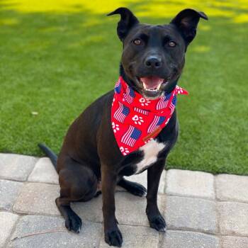 JOSIE -  Pit Bull Terrier and Mixed Breed Dog for Adoption in Evans, Georgia - JOSIE | PetCurious