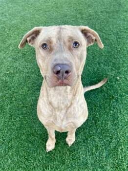 MITCHELL -  Pit Bull Terrier and Mixed Breed Dog for Adoption in Dallas, Texas - MITCHELL | PetCurious