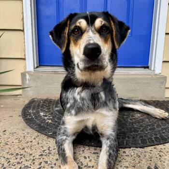 Ember -  Shepherd and Hound Dog for Adoption in Manassas, Virginia - Ember | PetCurious
