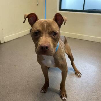 Toffee -  Pit Bull Terrier Dog for Adoption in Pasadena, California - Toffee | PetCurious