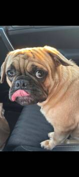 Milo -  Puggle Dog for Adoption in Inverness, Florida - Milo | PetCurious