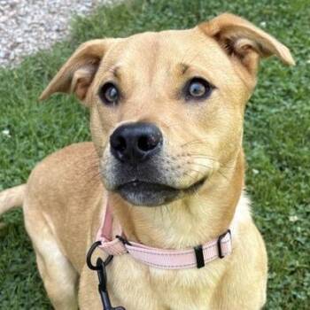 Samantha -  Mixed Breed Dog for Adoption in Middletown, Rhode Island - Samantha | PetCurious
