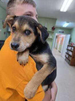 Baloo -  Australian Cattle Dog Blue Heeler Dog Available for Adoption in Burnsville, North Carolina - Baloo | PetCurious