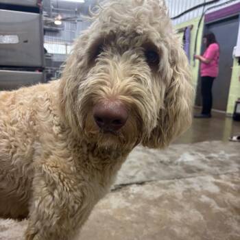 Ollie -  Poodle and Mixed Breed Dog for Adoption in Corbin, Kentucky - Ollie | PetCurious