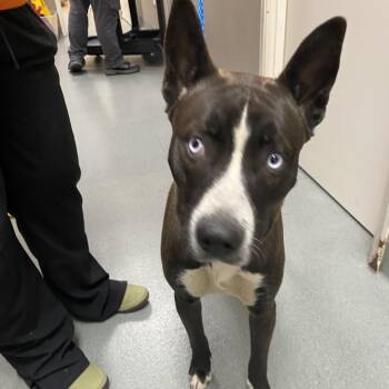 Husky Dogs Available for Adoption - Apache | PetCurious