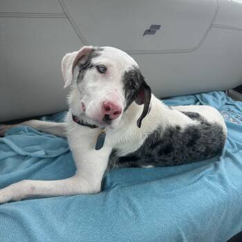 Trixie -  Catahoula Leopard Dog Dog for Adoption in New Orleans, Louisiana - Trixie | PetCurious