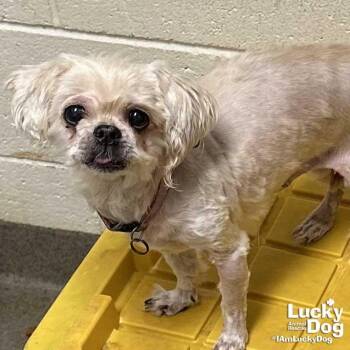Pekingese and Yorkshire Terrier Dogs Available for Adoption in Washington, District Of Columbia - Zoey | PetCurious