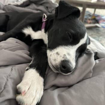 Sally D69990 -  Collie and Wirehaired Terrier Dog for Adoption in Minnetonka, Minnesota - Sally D69990 | PetCurious