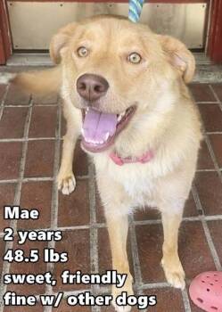 Retriever Dogs Available for Adoption in Buffalo, Minnesota - Mae | PetCurious