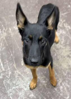 Charlee -  German Shepherd Dog Dog for Adoption in Navarre, Florida - Charlee | PetCurious