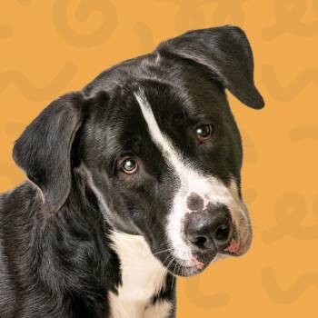 Rescue Mixed Breed Dogs for Adoption in Reno, Nevada - Goose | PetCurious