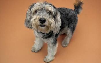 SULLIVAN -  Schnauzer and Poodle Dog for Adoption in Fort Lauderdale, Florida - SULLIVAN | PetCurious