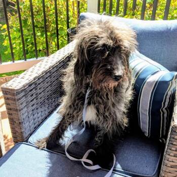 Spaniel Dogs Available for Adoption in Waterford, New Jersey - JAZZ | PetCurious
