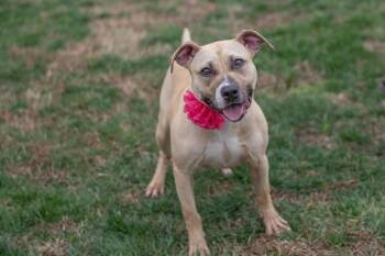 American Staffordshire Terrier Dogs Available for Adoption - PIPPA | PetCurious