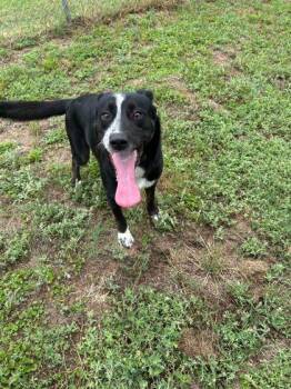 Heathcliff -  Border Collie and Mixed Breed Dog for Adoption in Morton Grove, Illinois - Heathcliff | PetCurious