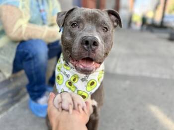 Big Bo -  Mixed Breed Dog for Adoption in New York, New York - Big Bo | PetCurious