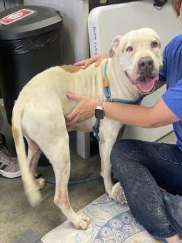 A883532 -  Pit Bull Terrier Dog for Adoption in Camarillo, California - A883532 | PetCurious