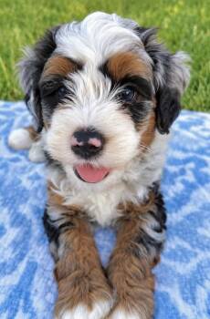 Baby Lenny -  Bernese Mountain Dog and Poodle Dog for Adoption in Washington, District Of Columbia - Baby Lenny | PetCurious