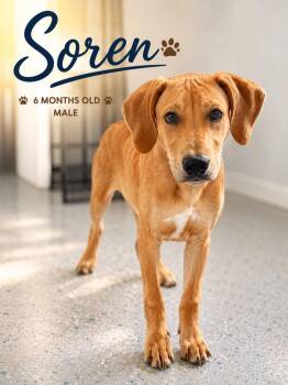 Soren -  Mixed Breed Dog for Adoption in Kingsland, Georgia - Soren | PetCurious