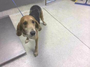 RUEGER -  Foxhound Dog for Adoption in Tallahassee, Florida - RUEGER | PetCurious