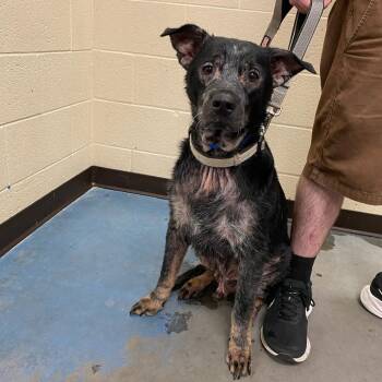 Gilligan -  Mixed Breed Dog for Adoption in Memphis, Tennessee - Gilligan | PetCurious