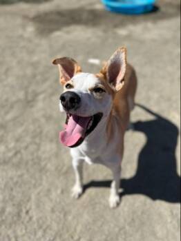 Rudy -  Cattle Dog and Pit Bull Terrier Dog for Adoption in Visalia, California - Rudy | PetCurious