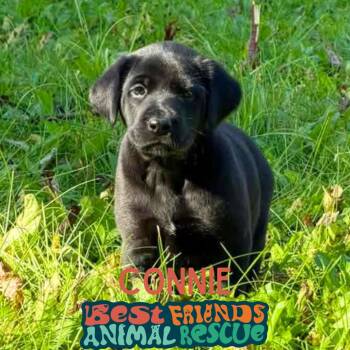 Connie -  Shepherd and Labrador Retriever Dog for Adoption in Wasilla, Alaska - Connie | PetCurious