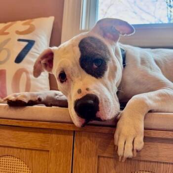Pit Bull Terrier Dogs Available for Adoption in Chicago, Illinois - Bouffant | PetCurious