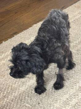 Black Beauty -  Poodle Dog for Adoption in Matthews, North Carolina - Black Beauty | PetCurious