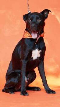 MOOKIE -  Labrador Retriever Dog for Adoption in Pegram, Tennessee - MOOKIE | PetCurious