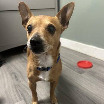 Chihuahua and Mixed Breed Dogs Available for Adoption in Greenville, Pennsylvania - Joey | PetCurious