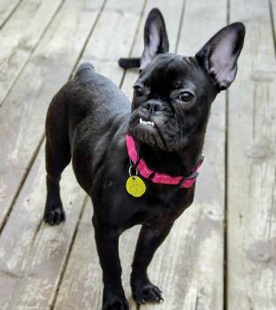 French Bulldog Dogs Available for Adoption in North Olmsted, Ohio - Andie | PetCurious