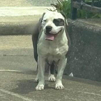 Mixed Breed Dogs Available for Adoption in Memphis, Tennessee - Brown Belt | PetCurious
