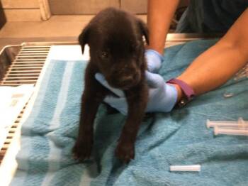 A1918525 -  German Shepherd Dog and Mixed Breed Dog for Adoption in Riverside, California - A1918525 | PetCurious