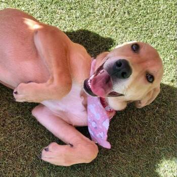 Rescue Labrador Retriever Dogs for Adoption in San Antonio, Texas - Noelle | PetCurious