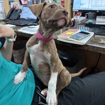 Terrier Dogs Available for Adoption - Martini | PetCurious