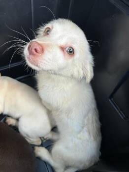 Rescue Chihuahua Dogs for Adoption in Stockton, California - A367293 | PetCurious