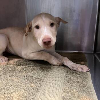 Mixed Breed Dogs Available for Adoption in Greensboro, North Carolina - Bettie | PetCurious