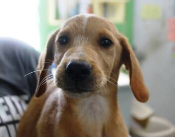 Rescue Labrador Retriever and Mixed Breed Dogs for Adoption in Picayune, Mississippi - Waylon | PetCurious
