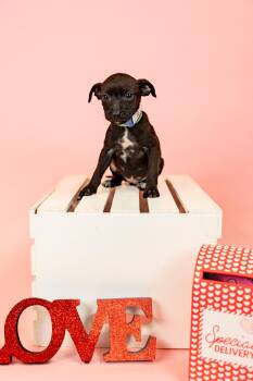 Pit Bull Terrier Dogs Available for Adoption - 88-26 | PetCurious