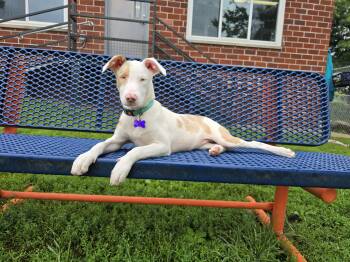 Quinn -  Australian Shepherd Dog for Adoption in Des Moines, Iowa - Quinn | PetCurious