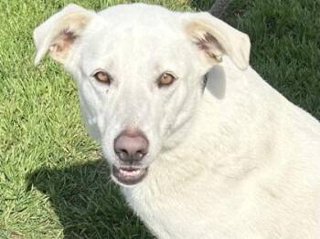 Maria -  Mixed Breed Dog for Adoption in Georgetown, Texas - Maria | PetCurious