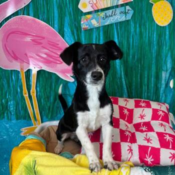 Pork Chop -  Airedale Terrier Dog for Adoption in Fresno, California - Pork Chop | PetCurious