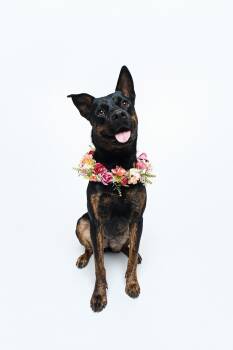 Shepherd Dogs Available for Adoption in Houston, Texas - Amelia | PetCurious