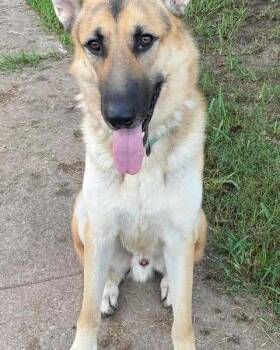 German Shepherd Dog Dogs Available for Adoption in Brookshire, Texas - Tucker - K | PetCurious