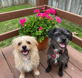 TARA & ZARA -  Morkie Dog for Adoption in Lincoln, Nebraska - TARA & ZARA | PetCurious