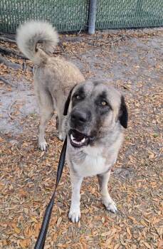Anatolian Shepherd Dogs Available for Adoption in Fort Myers, Florida - Takir-Such A Gentleman! | PetCurious