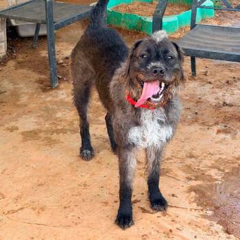 Xena -  Wirehaired Pointing Griffon and Mixed Breed Dog for Adoption in Hackett, Arkansas - Xena | PetCurious