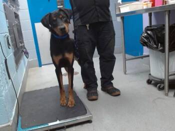 ROCCO -  Doberman Pinscher and Mixed Breed Dog for Adoption in Albuquerque, New Mexico - ROCCO | PetCurious